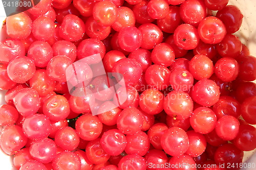 Image of red berry of Prunus tomentosa