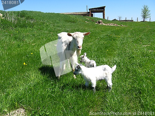 Image of Goat and kids running on a pasture