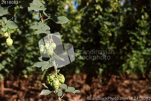 Image of Hop garden in Kent, England