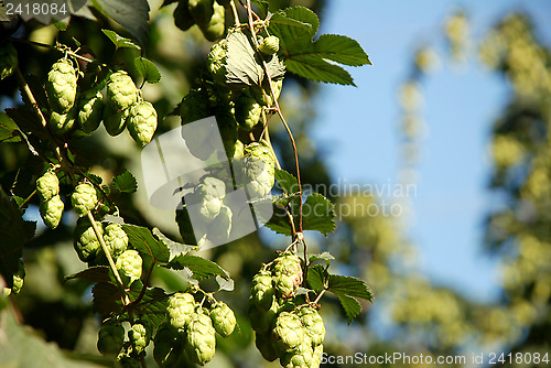 Image of Hop vines against a blue sky