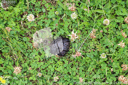 Image of heap of horse in the flowers of clover