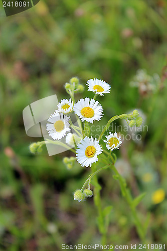 Image of two white beautiful chamomiles