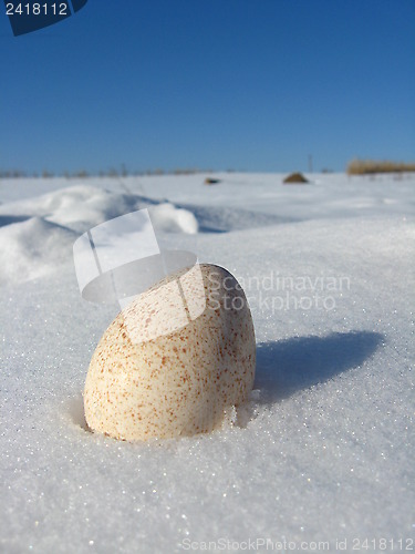 Image of egg of turkey lying on the snow