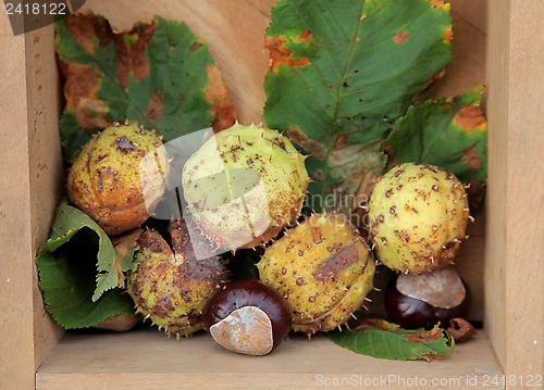 Image of Chestnuts