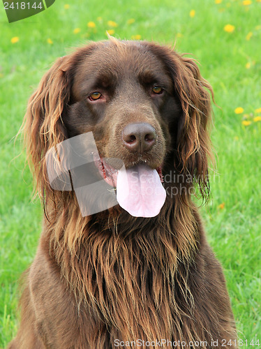 Image of Portrait of German Short-haried Pointing Dog