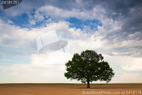 Image of Lonely tree on the empty field