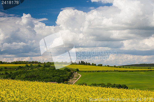 Image of Rape field and blue sky