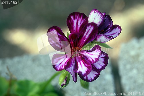 Image of Flower