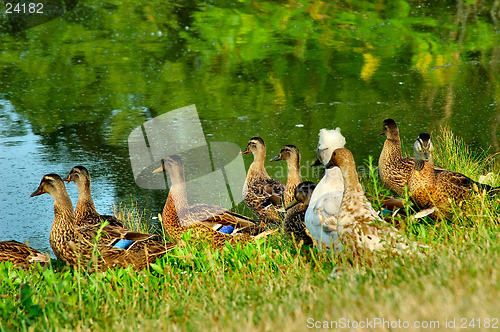 Image of Ducks