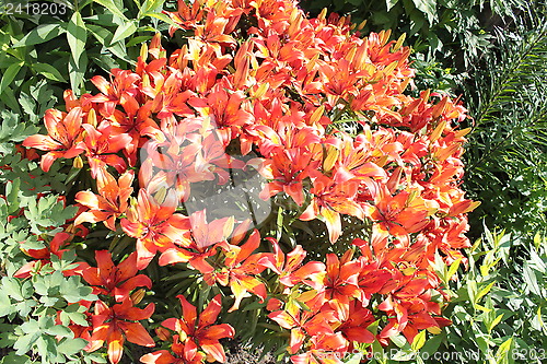 Image of beautiful red lilies