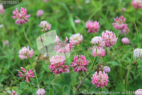 Image of Pink flowers of clover