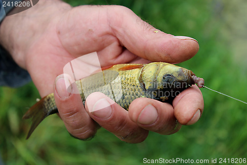 Image of caught big crucian in hand