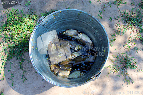 Image of bucket with caught crucians