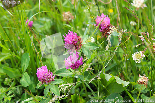 Image of Pink flowers of clover