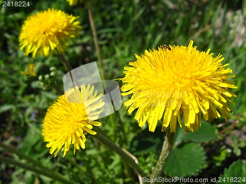 Image of three yellow flowers of dandelion