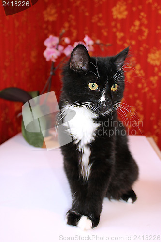 Image of black cat in the room with red wallpaper