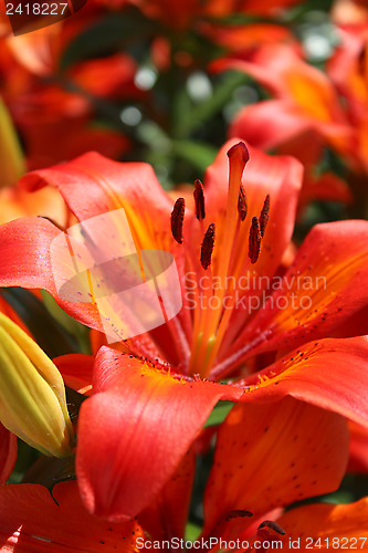 Image of big red beautiful lily