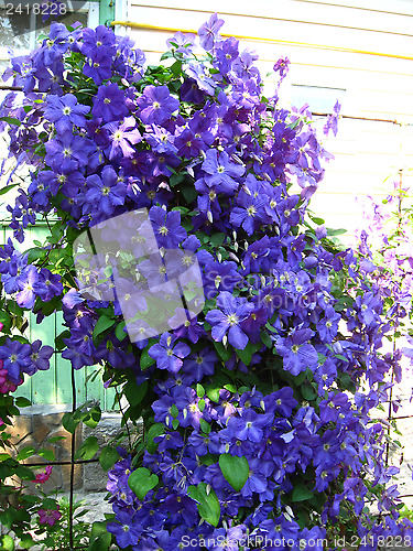 Image of beautiful blue flowers of clematis