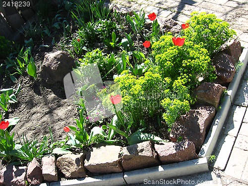 Image of red tulips on the flower-bed