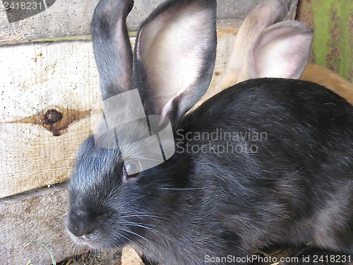 Image of black and brown big nice rabbits