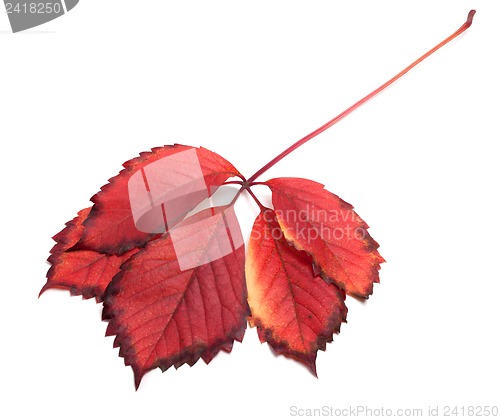 Image of Red autumn leaf