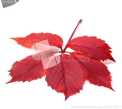 Image of Autumn red leave (Virginia creeper leaf)