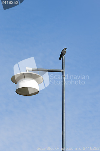 Image of Jackdaw on a lamp post