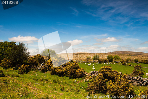 Image of On the pasture in Dartmoor