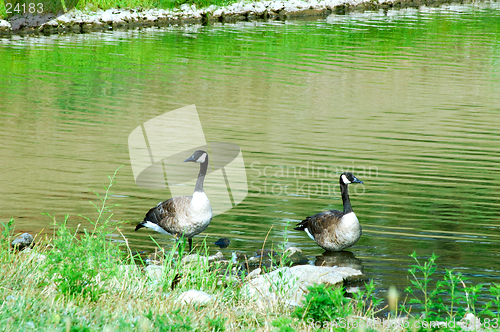 Image of Geese Lost