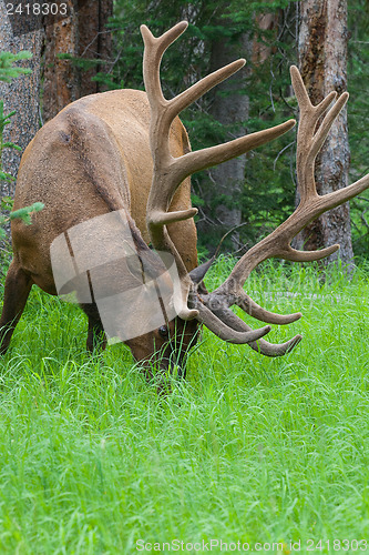 Image of Large bull elk grazing in summer grass in Yellowstone