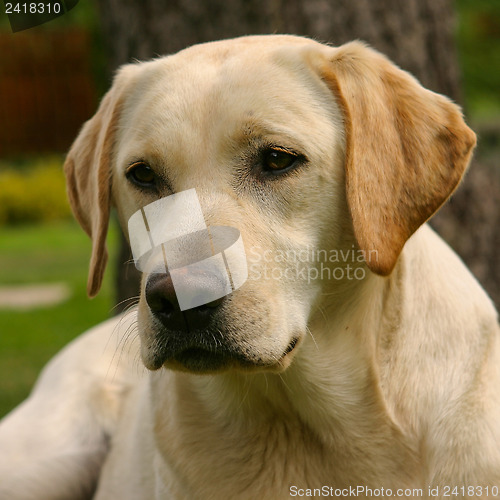 Image of Labrador retriever in the garden