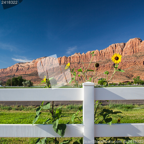 Image of Sunflowers behind the fence