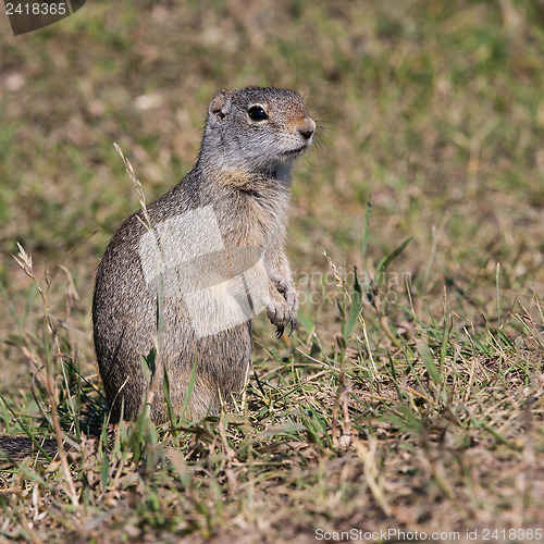 Image of Portrait of typical marmot in Grand Teton