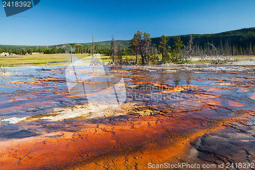 Image of Geothermal field in Yellowstone National Park