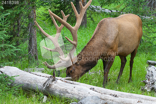 Image of Large bull elk grazing in summer grass in Yellowstone