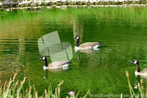 Image of Geese