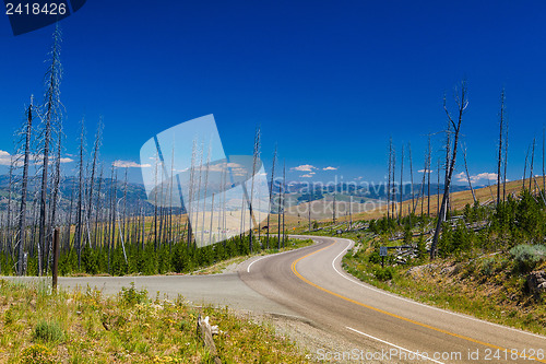 Image of Dead forest in Yellowstone National Park