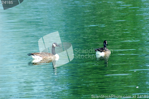 Image of Geese