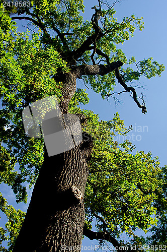 Image of Summery afternoon in beeches forest.