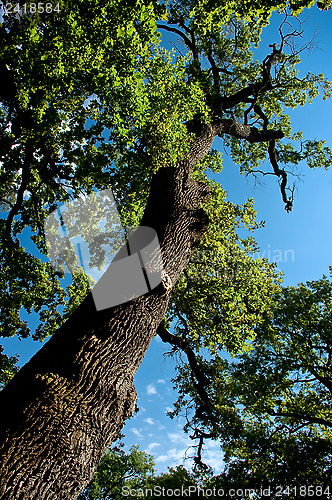 Image of Summery afternoon in beeches forest.