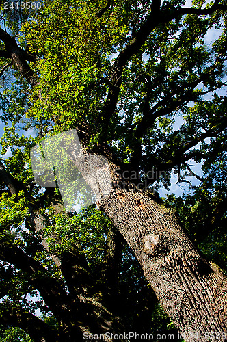 Image of Summery afternoon in beeches forest.