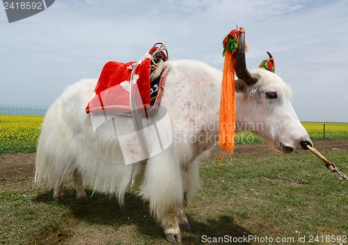 Image of White yak on the grassland