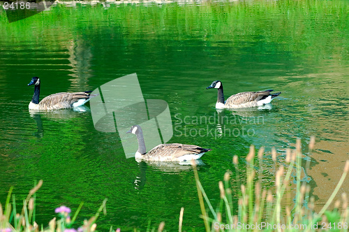 Image of Geese