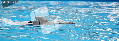 Image of dolphin in the water