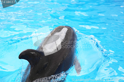 Image of dolphin in the water