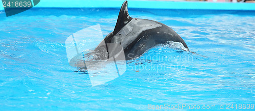 Image of dolphin in the water