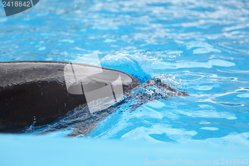 Image of dolphin in the water