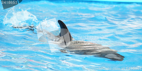 Image of dolphin in the water