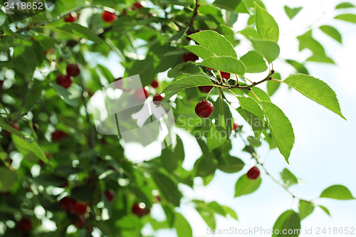 Image of cherries