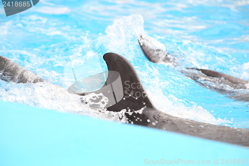 Image of dolphin in the water